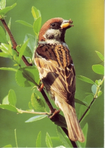 Vrabec polní 2003 95 002 D ● - Fauna